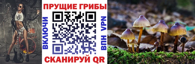 Псилоцибиновые грибы Cubensis Пермь